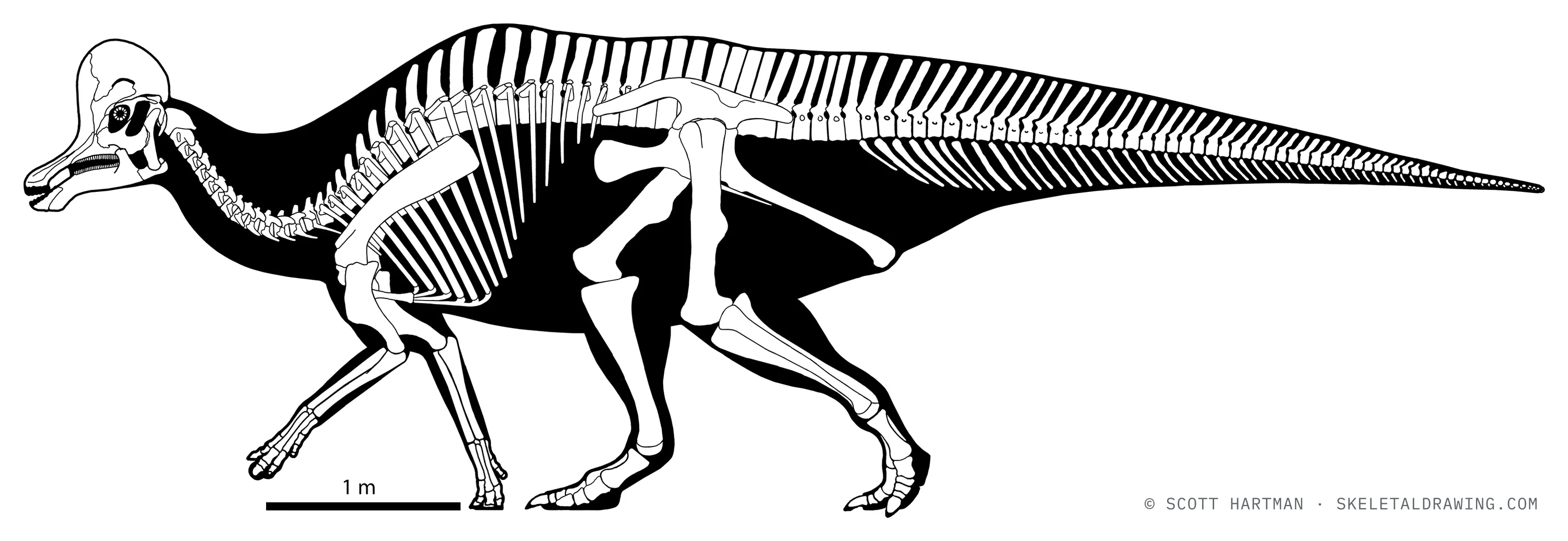 Corythosaurus casuarius skeletal reconstruction, left lateral view, reconstructed length ~7.9 m.
