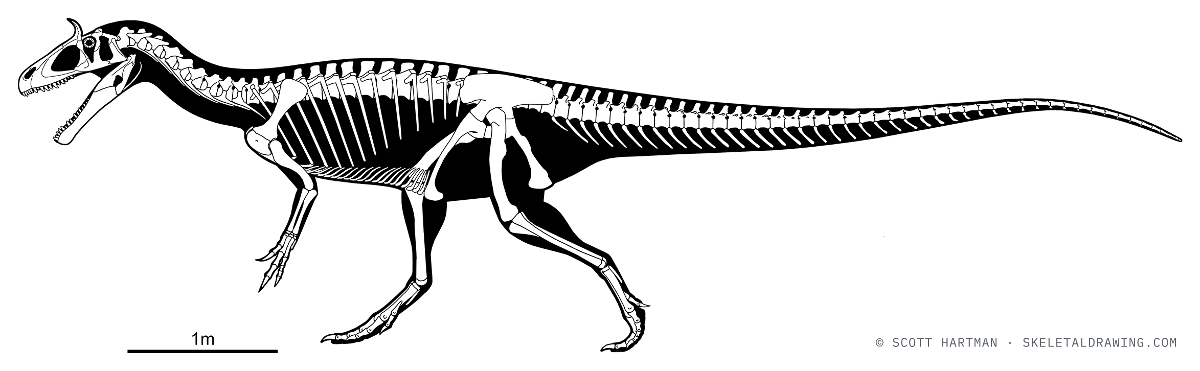 Cryolophosaurus ellioti skeletal reconstruction, left lateral view, reconstructed length ~7.8 m.