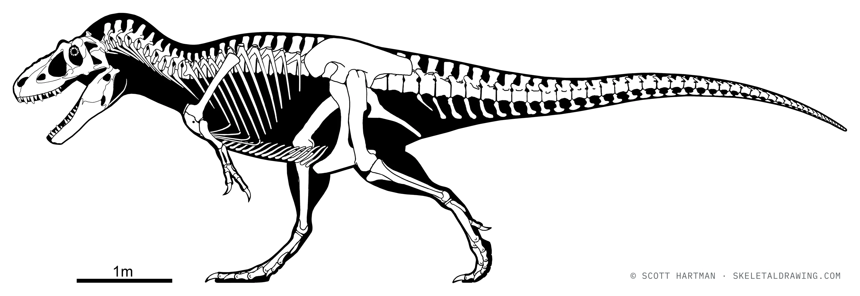 Daspletosaurus torosus skeletal reconstruction, left lateral view, reconstructed length ~8.8 m.