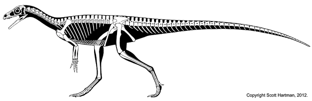 Skeletal reconstruction of Eoraptor in left lateral view, mouth open