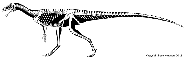Skeletal reconstruction of Eoraptor in left lateral view, mouth open