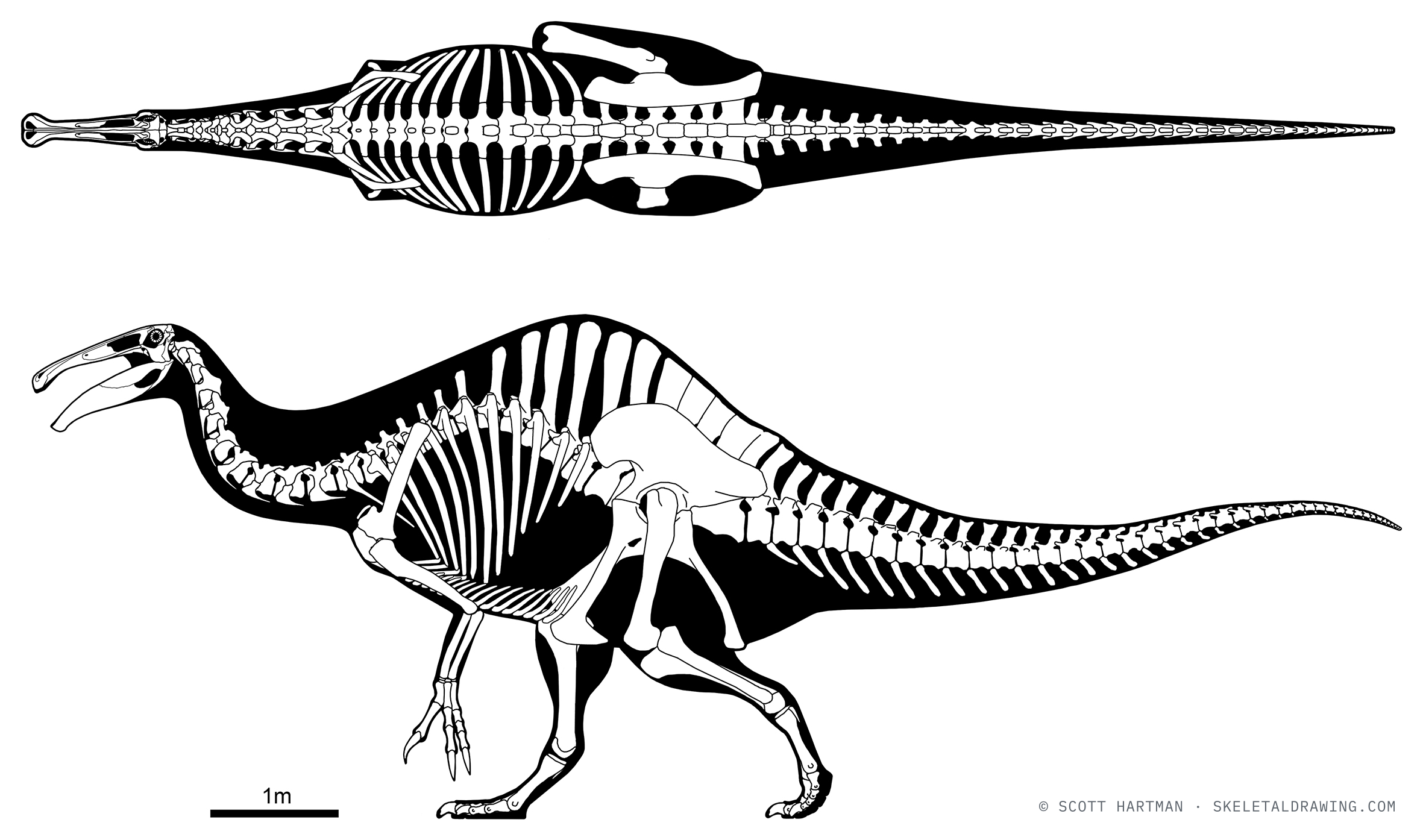 Deinocheirus mirificus skeletal reconstruction, left lateral view, reconstructed length ~11 m.