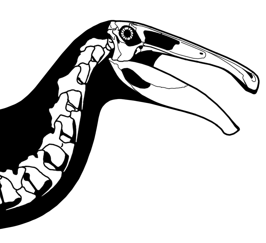 Skeletal reconstruction of Deinocheirus in left lateral view, showing the tall-spined humped back and long-clawed arms, with 1m scale bar