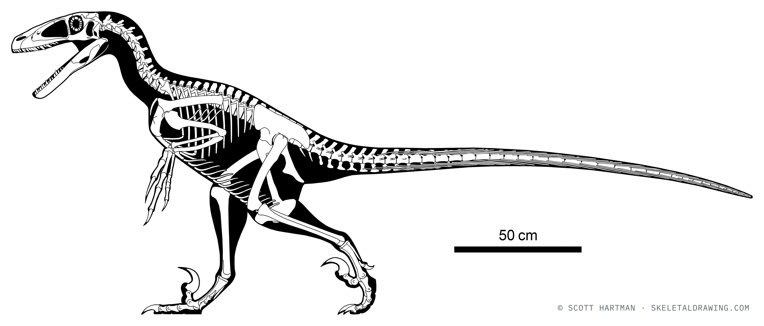 Deinonychus antirrhopus skeletal reconstruction, left lateral view, reconstructed length ~3.4 m.