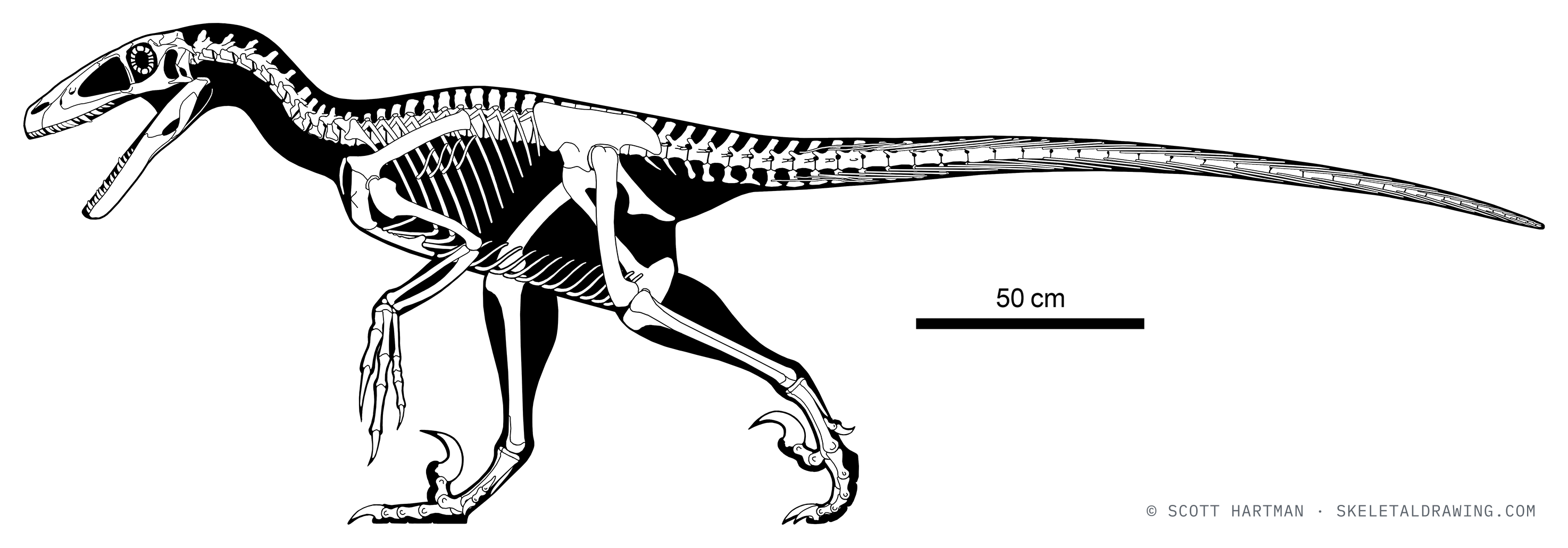 Deinonychus antirrhopus — An alternative, more horizontal running posture.