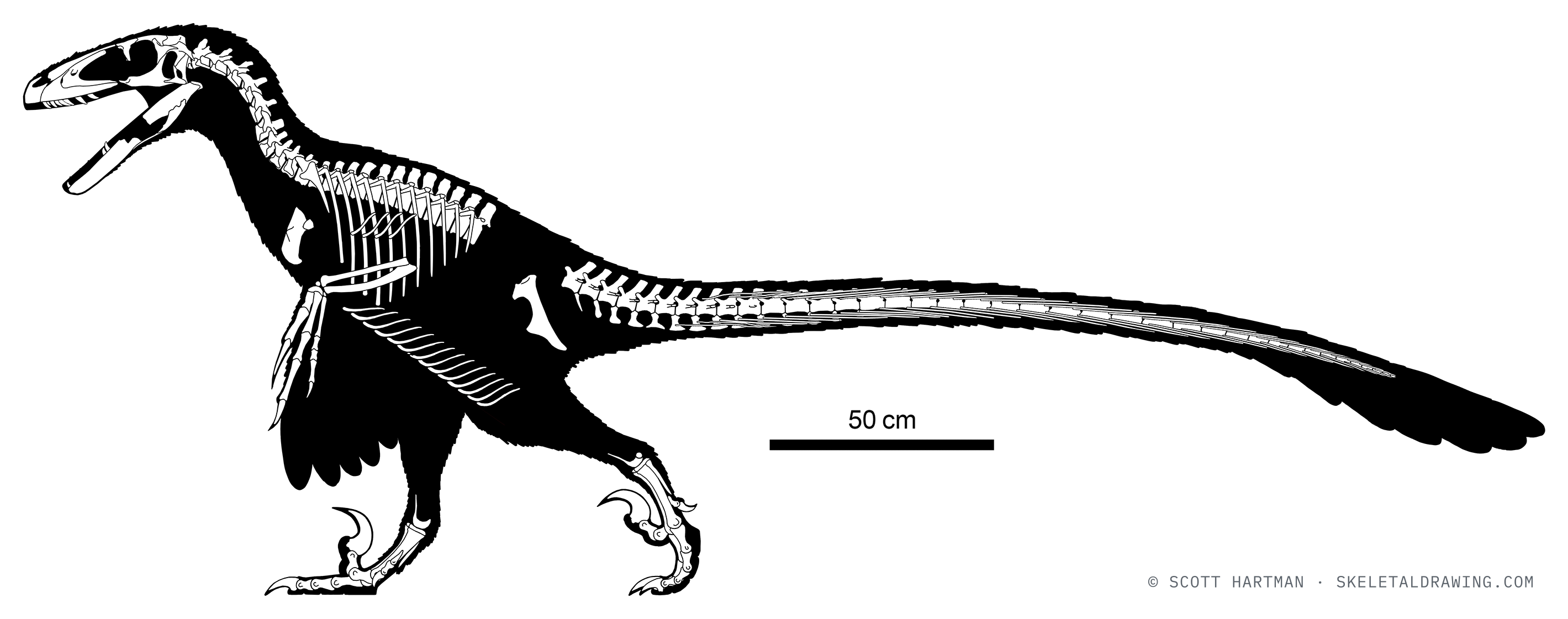 Known skeletal material of Deinonychus antirrhopus: preserved elements shown in white against a black body silhouette.