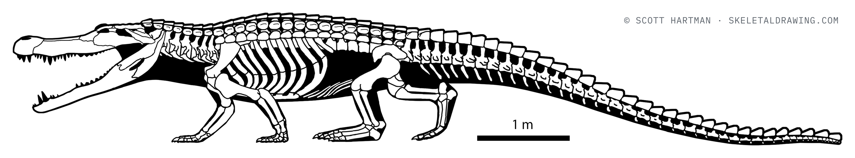 Deinosuchus hatcheri skeletal reconstruction, left lateral view, length ~9.1 m.