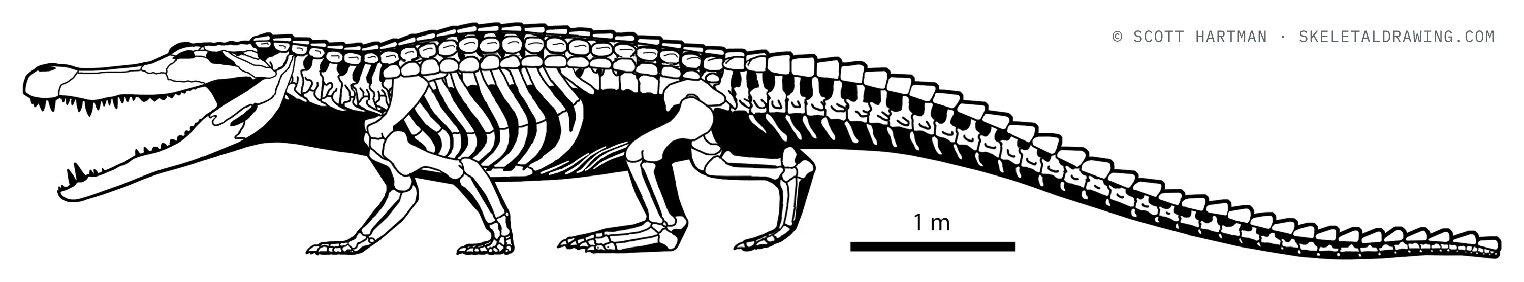 Deinosuchus hatcheri skeletal reconstruction, left lateral view, length ~9.1 m.