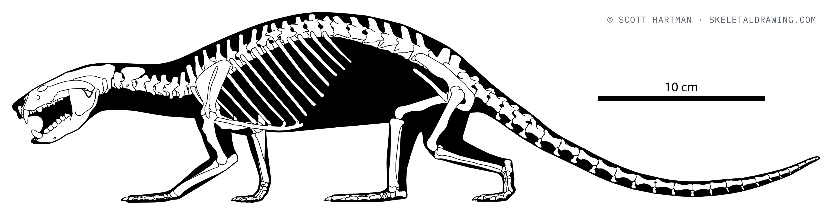 Didelphodon vorax skeletal reconstruction, left lateral view, length 50 cm.
