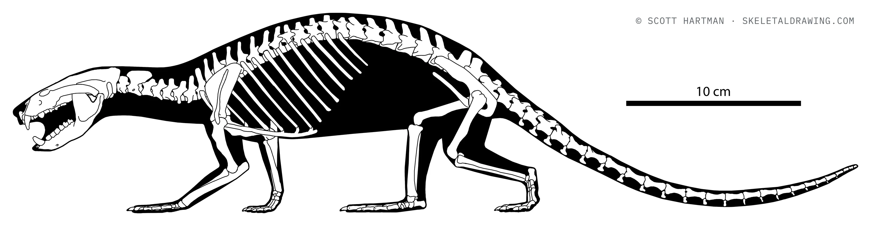 Didelphodon vorax skeletal reconstruction, left lateral view, length 50 cm.