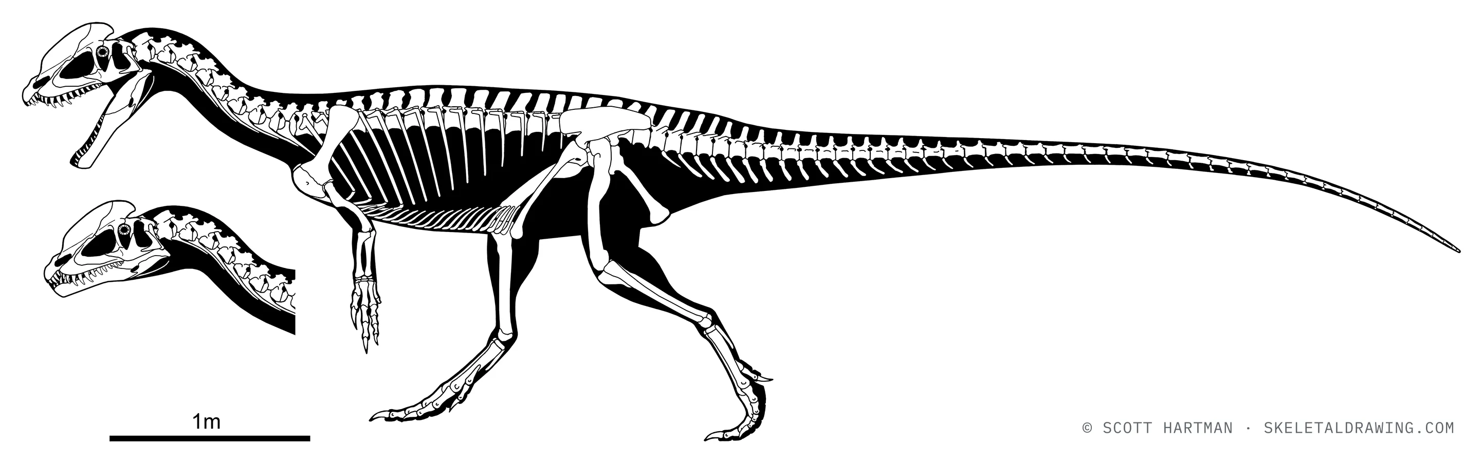 Dilophosaurus wetherilli skeletal reconstruction, left lateral view, reconstructed length ~7.4 m.