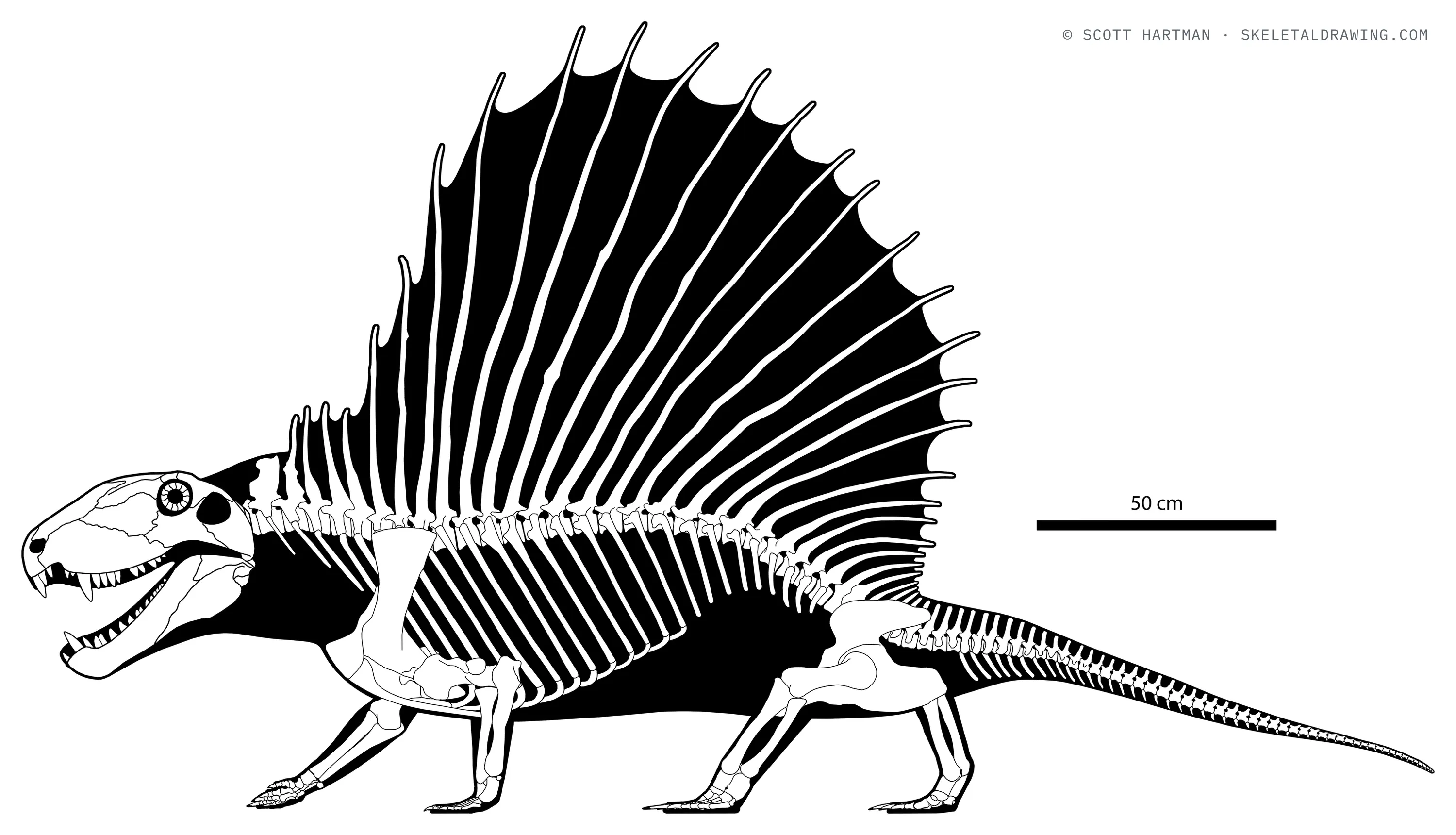Dimetrodon grandis skeletal reconstruction, left lateral view, length ~3.1 m.