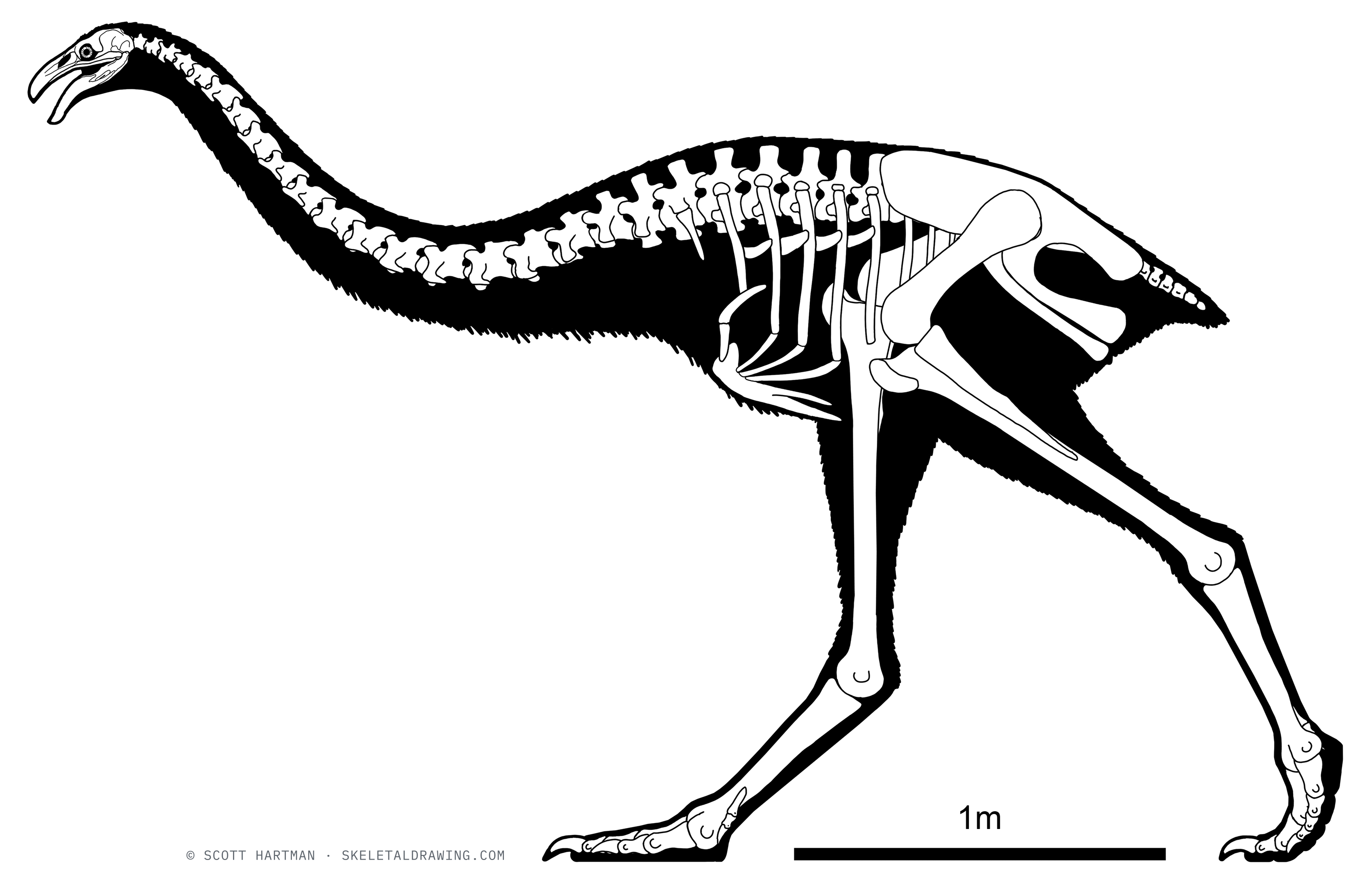 Dinornis robustus — The same female South Island giant moa in a foraging posture, with feathers restored.