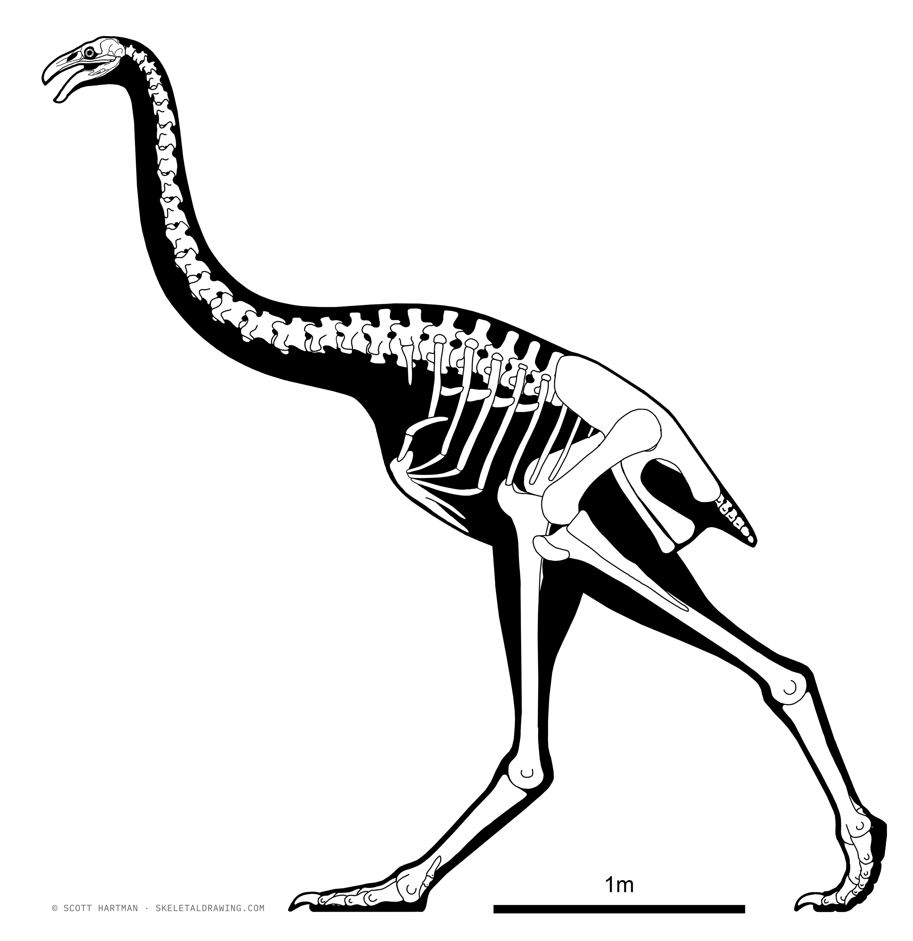 Dinornis robustus skeletal reconstruction, left lateral view, reconstructed length ~3.4 m.