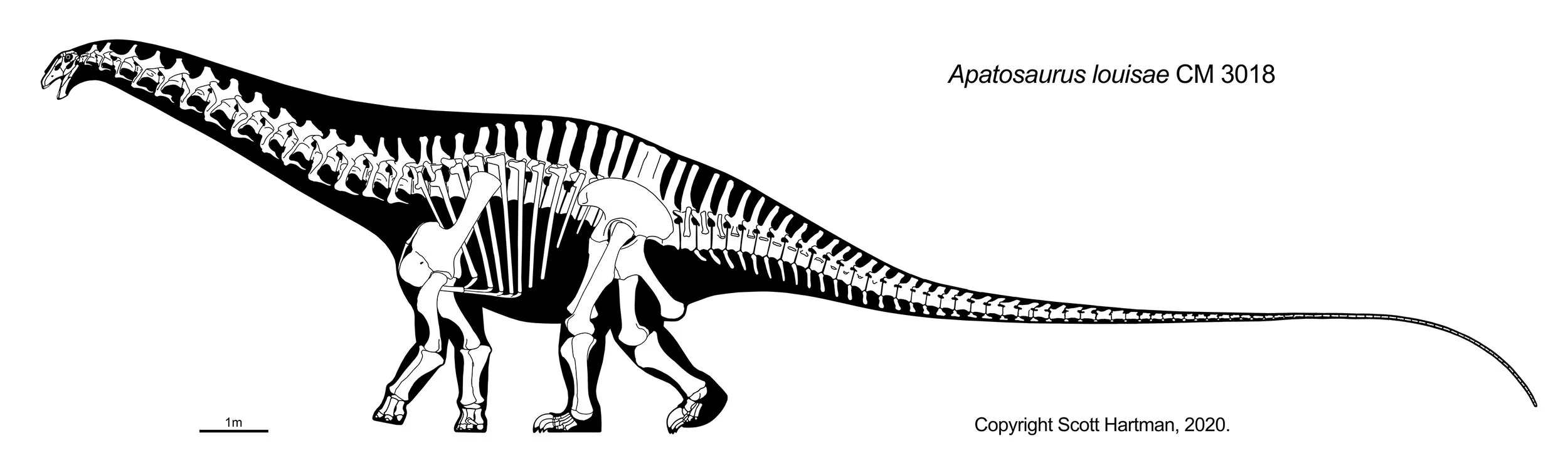 Apatosaurus louisae thinks things are “looking up”