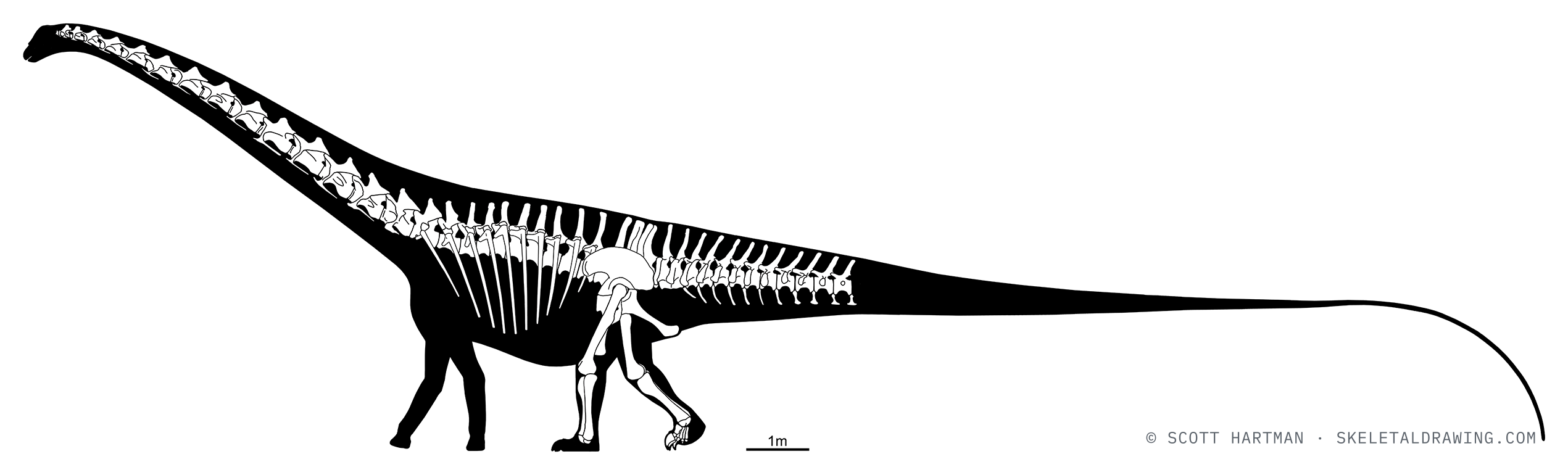 Known skeletal material of Diplodocus carnegii CM 84 — elements preserved in the specimen drawn in white against a black body silhouette.