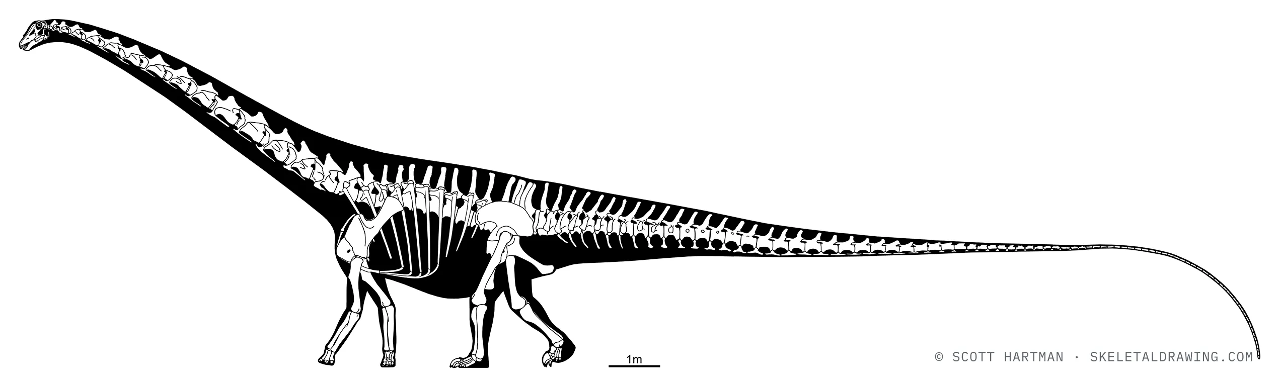 Diplodocus carnegii skeletal reconstruction, left lateral view, specimen CM 84, reconstructed length ~26 m.