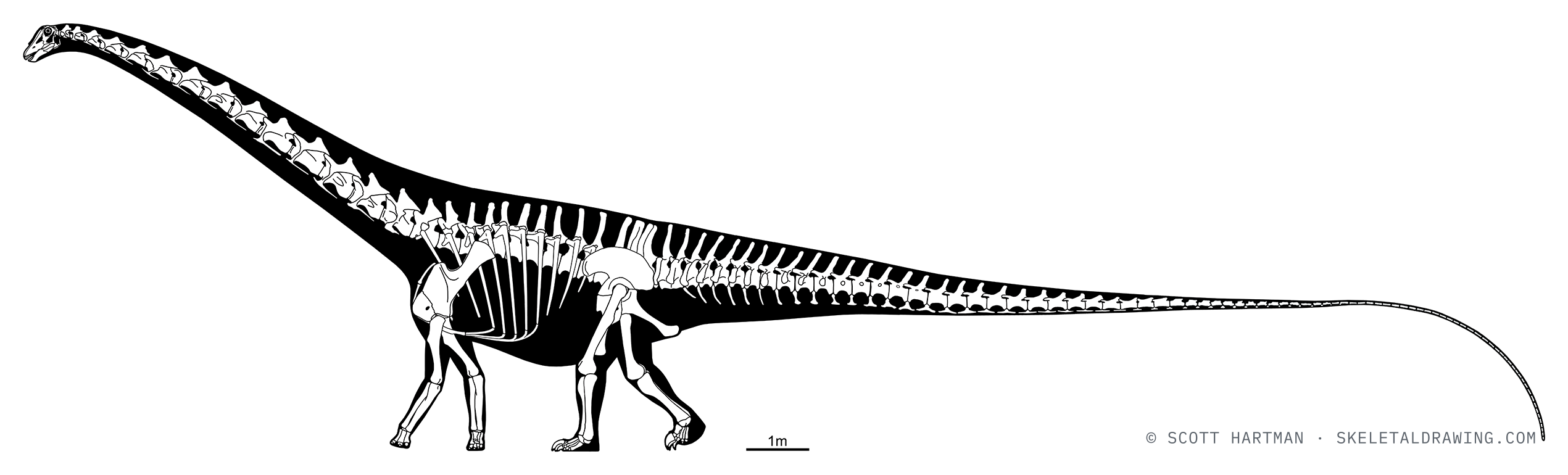 Diplodocus carnegii skeletal reconstruction, left lateral view, specimen CM 84, reconstructed length ~26 m.