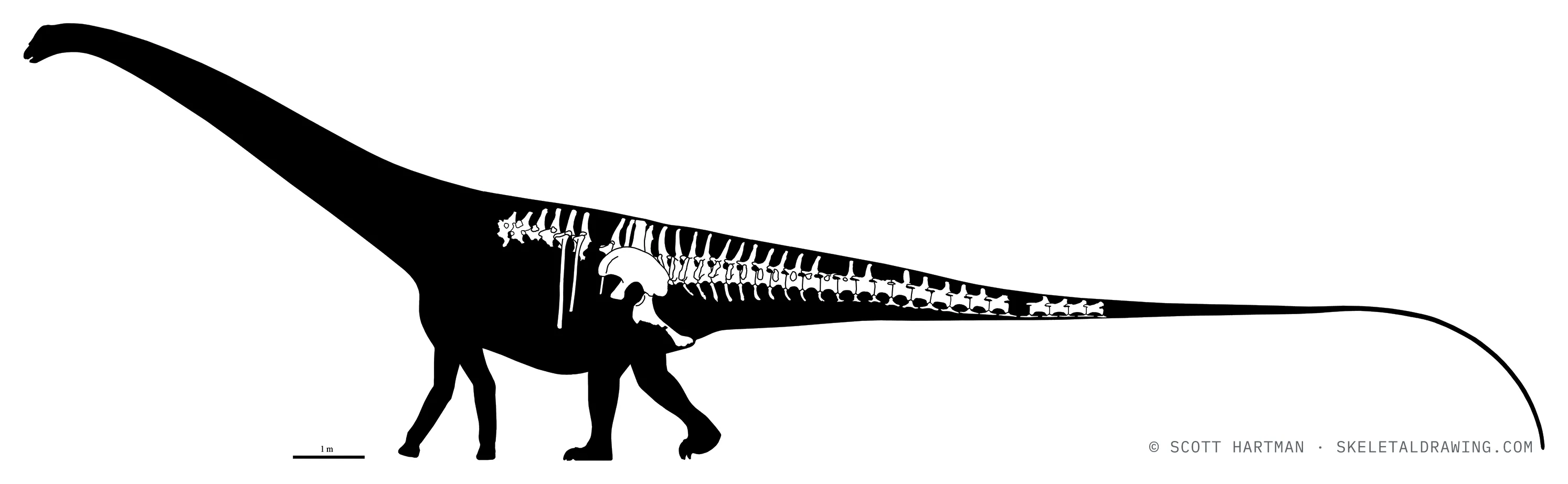 Known skeletal material of Diplodocus hallorum AMNH 223 — elements preserved drawn in white against a black body silhouette, estimated length ~28 m