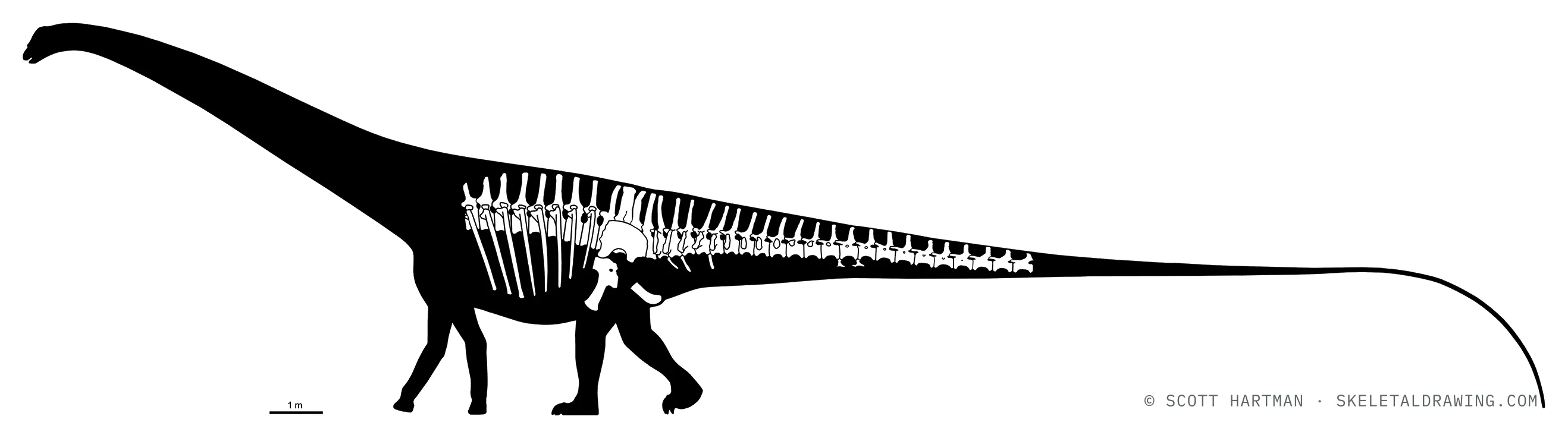 Known skeletal material of Diplodocus hallorum NMMNH 3690 — elements preserved drawn in white against a black body silhouette, estimated length ~30 m