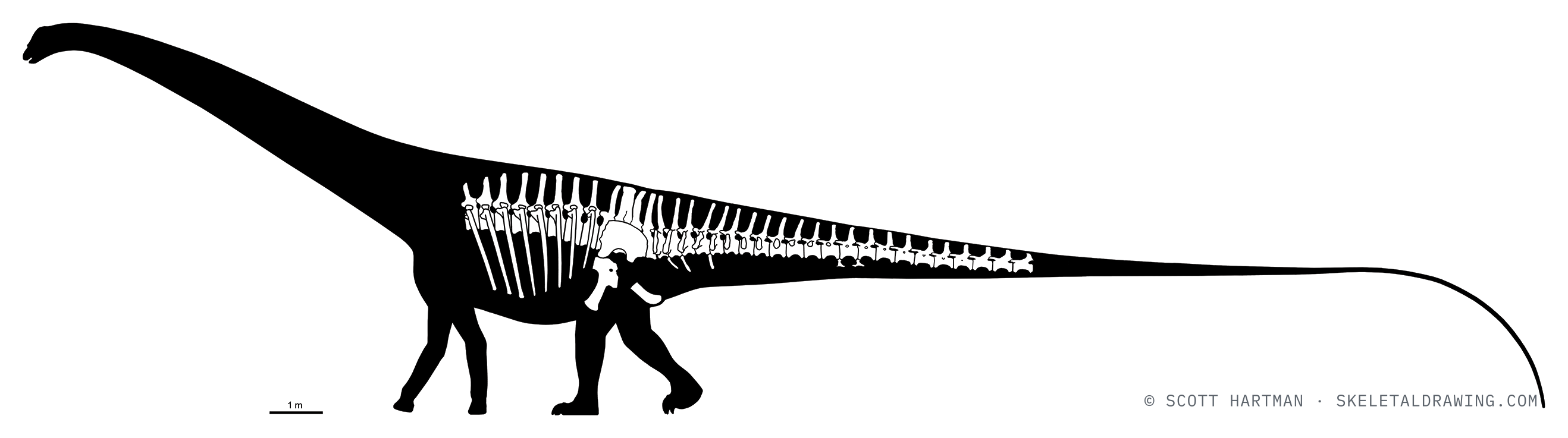 Known skeletal material of Diplodocus hallorum NMMNH 3690 — elements preserved drawn in white against a black body silhouette, estimated length ~30 m