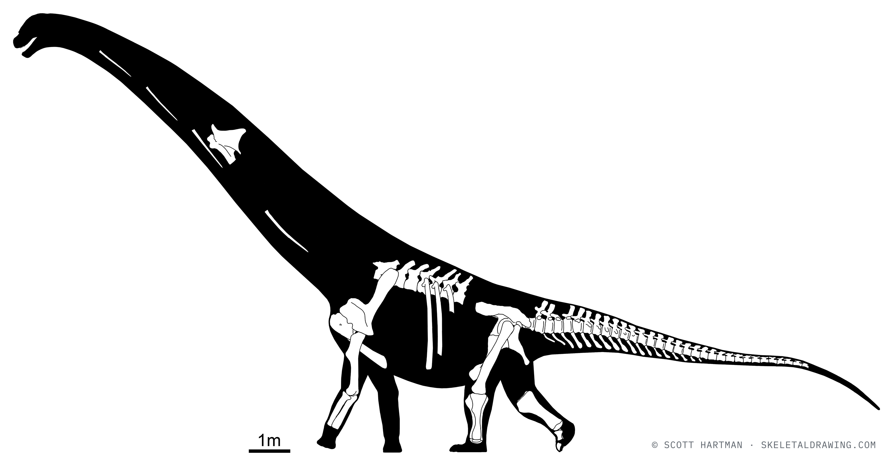 Known skeletal material of Dreadnoughtus schrani — elements preserved in the specimen drawn in white against a black body silhouette.