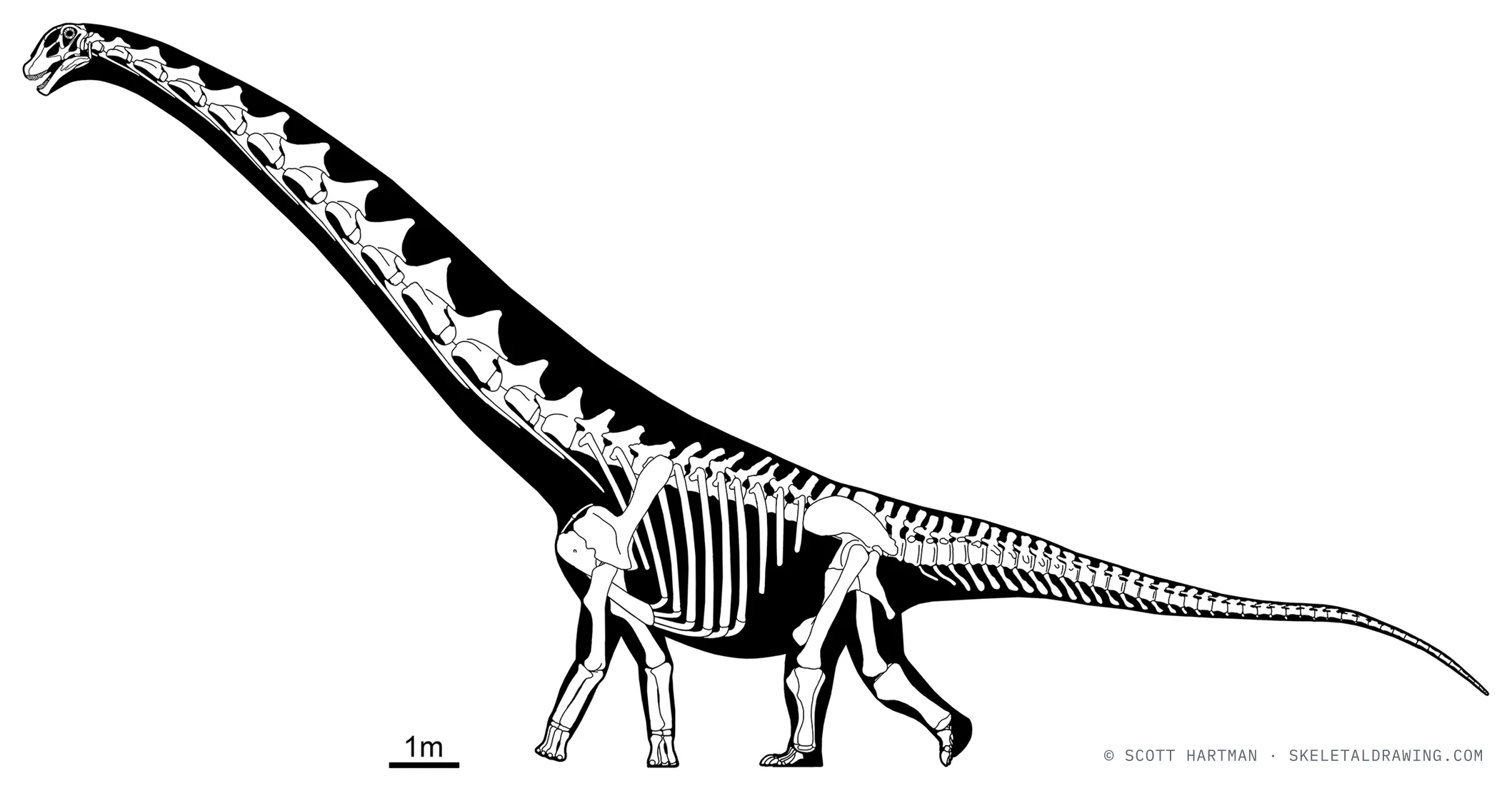 Dreadnoughtus schrani skeletal reconstruction, left lateral view, reconstructed length ~21 m.