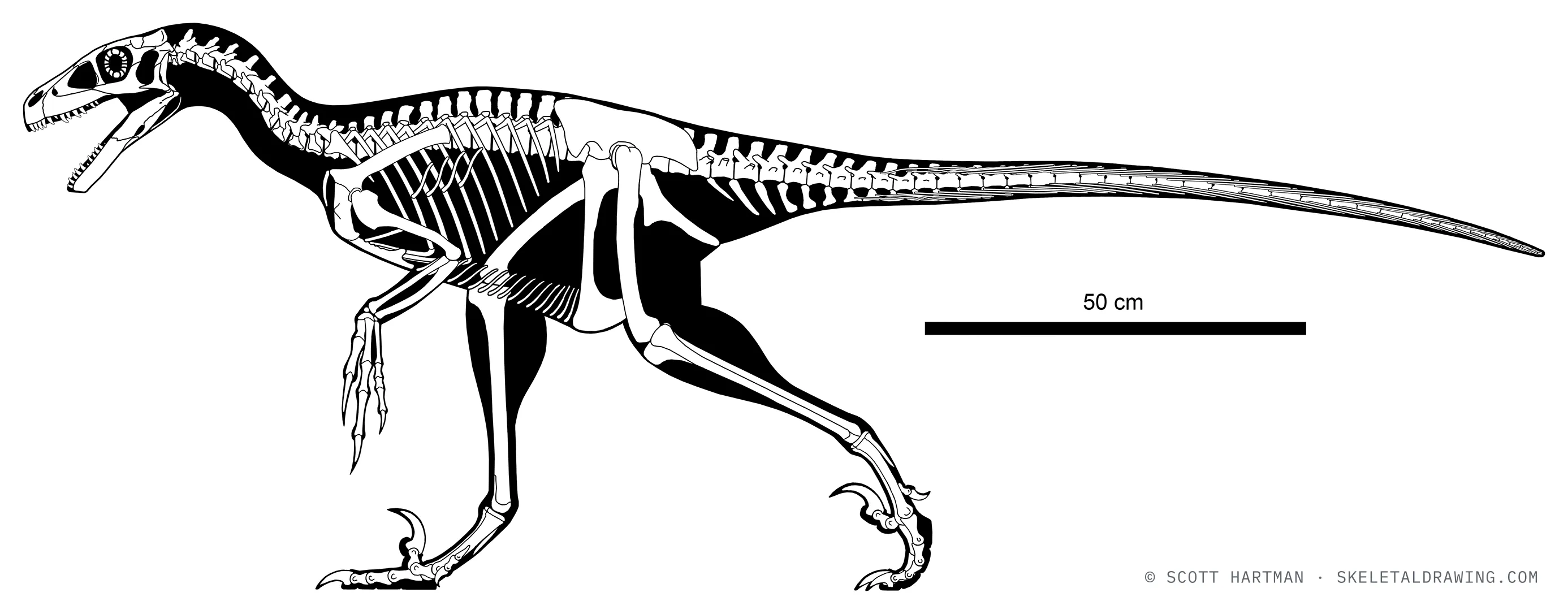 Dromaeosaurus albertensis skeletal reconstruction, left lateral view, reconstructed length ~2 m.