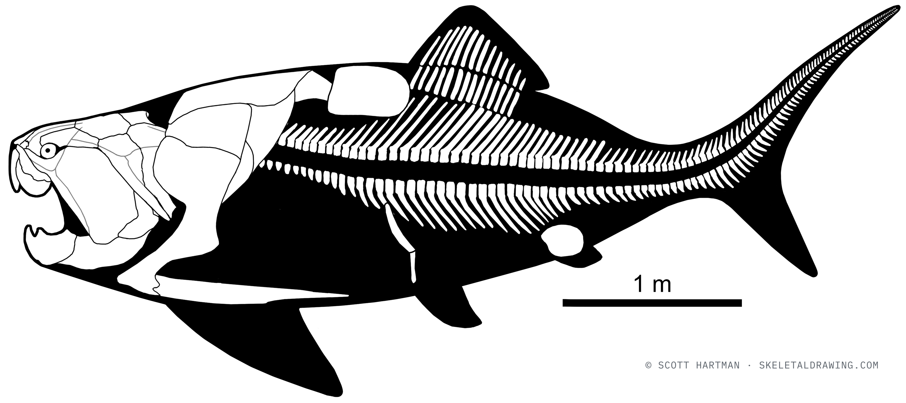 Dunkleosteus terrelli skeletal reconstruction, left lateral view, length ~5 m.