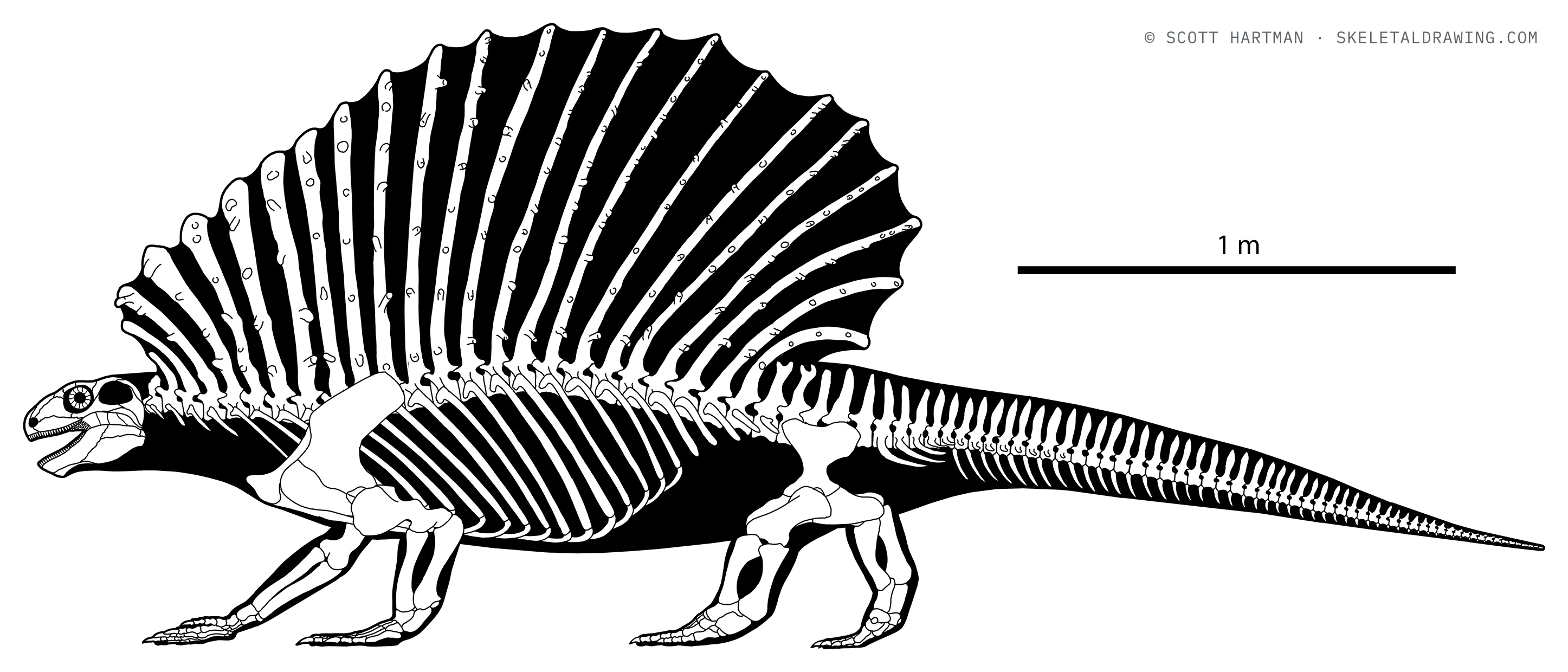 Edaphosaurus pogonias skeletal reconstruction, left lateral view, length ~3.5 m.