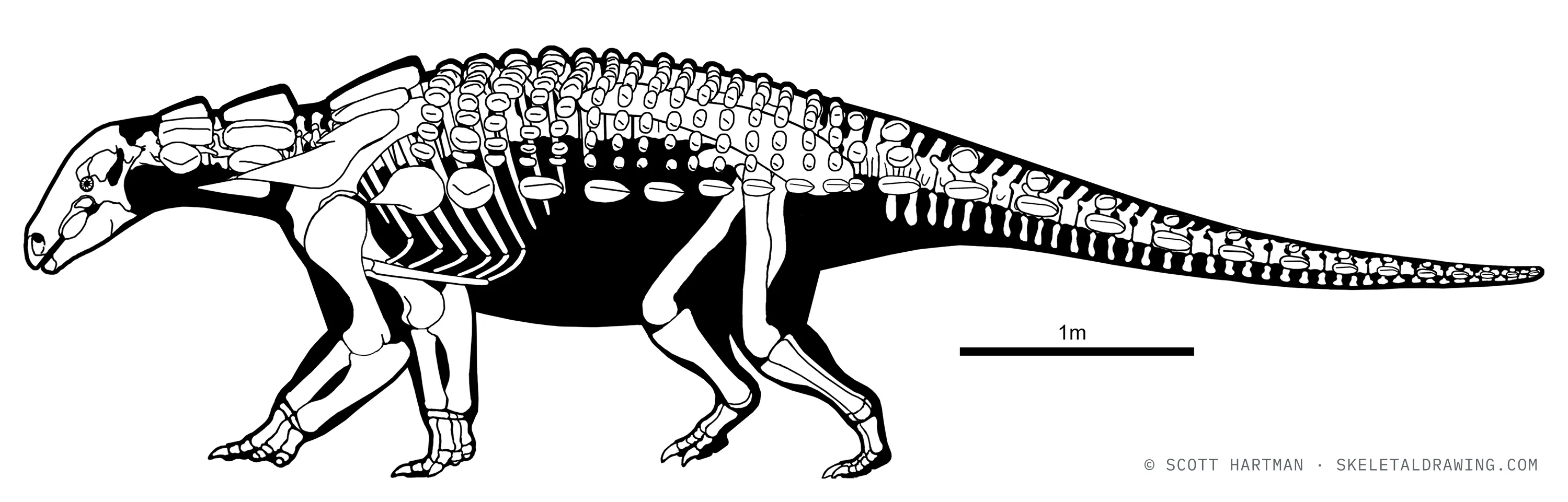 Edmontonia rugosidens skeletal reconstruction, left lateral view, reconstructed length ~6.6 m.