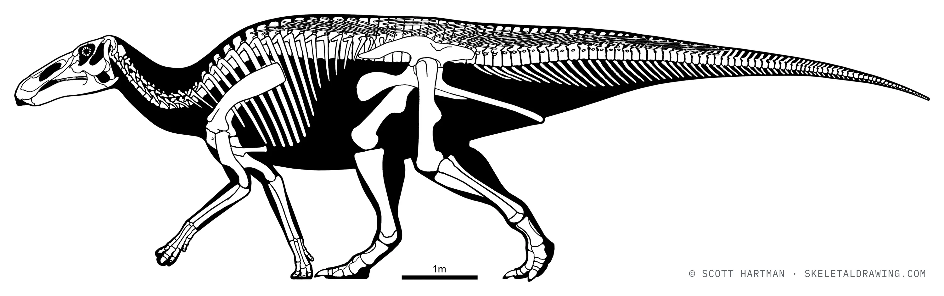 Edmontosaurus annectens skeletal reconstruction, left lateral view, reconstructed length ~12 m.