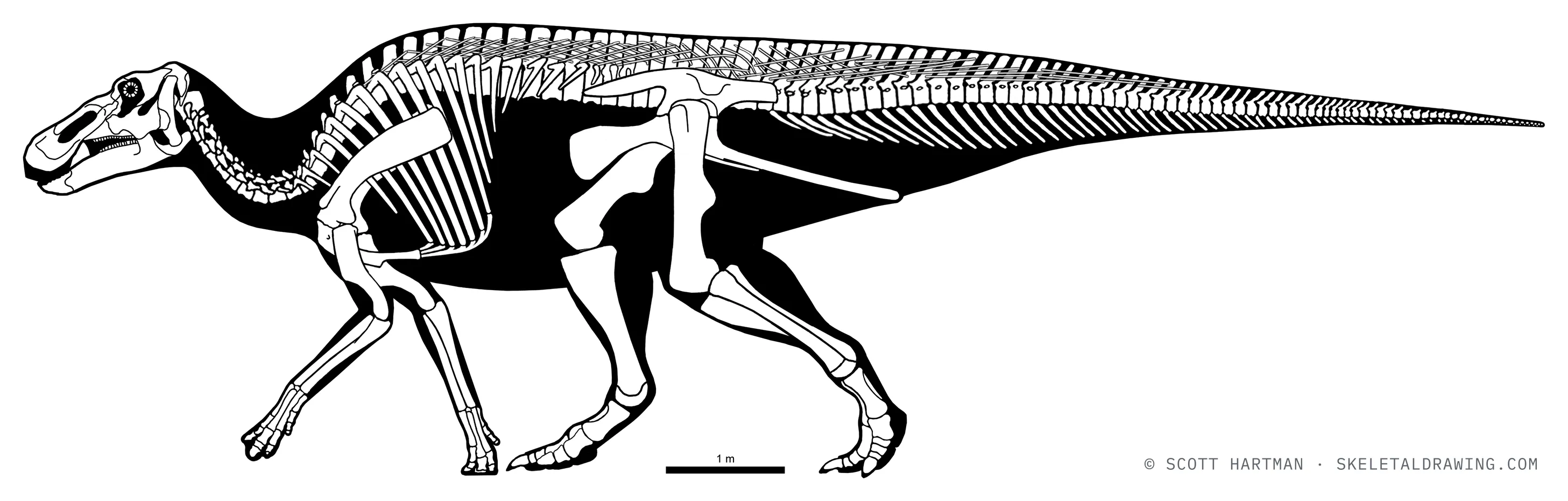 Edmontosaurus regalis skeletal reconstruction, left lateral view, reconstructed length ~13 m.