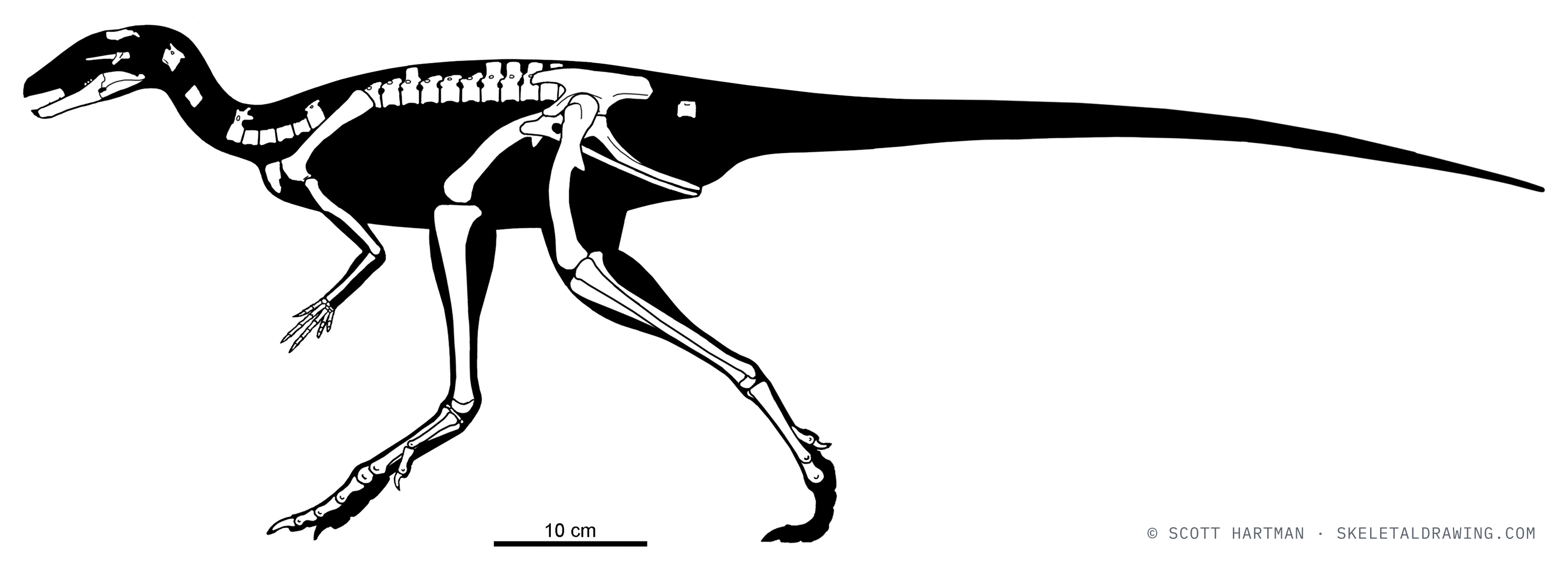 Eocursor parvus — known skeletal material (SAM-PK-K8025), left lateral view; preserved elements in white against a black body silhouette.
