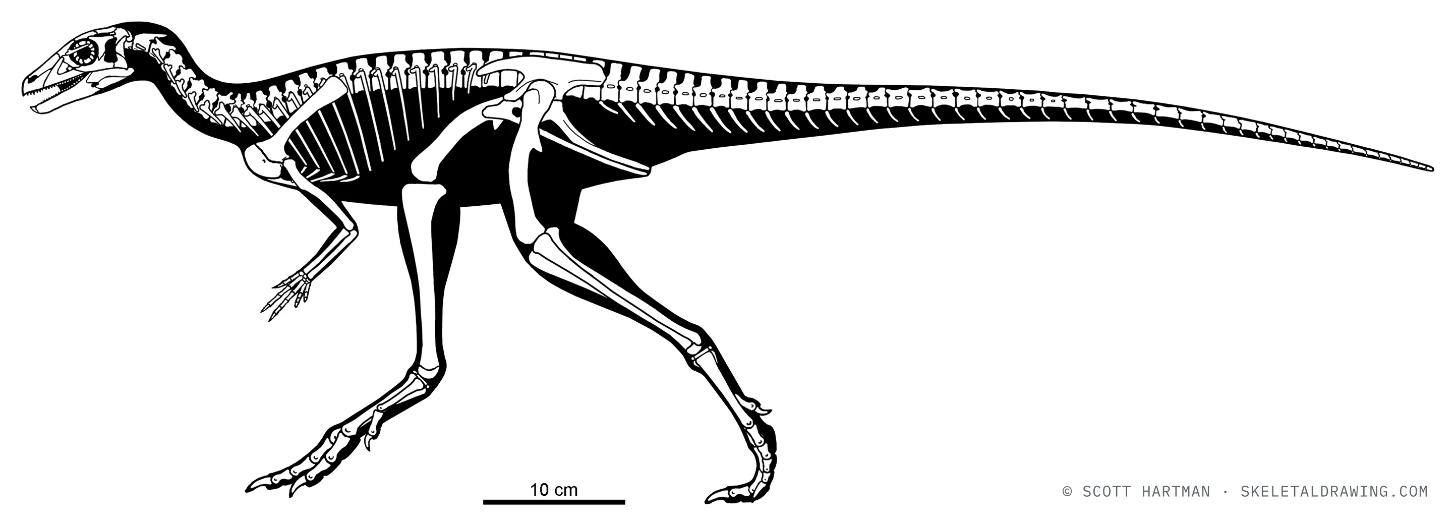 Eocursor parvus skeletal reconstruction, left lateral view, reconstructed length ~1 m.