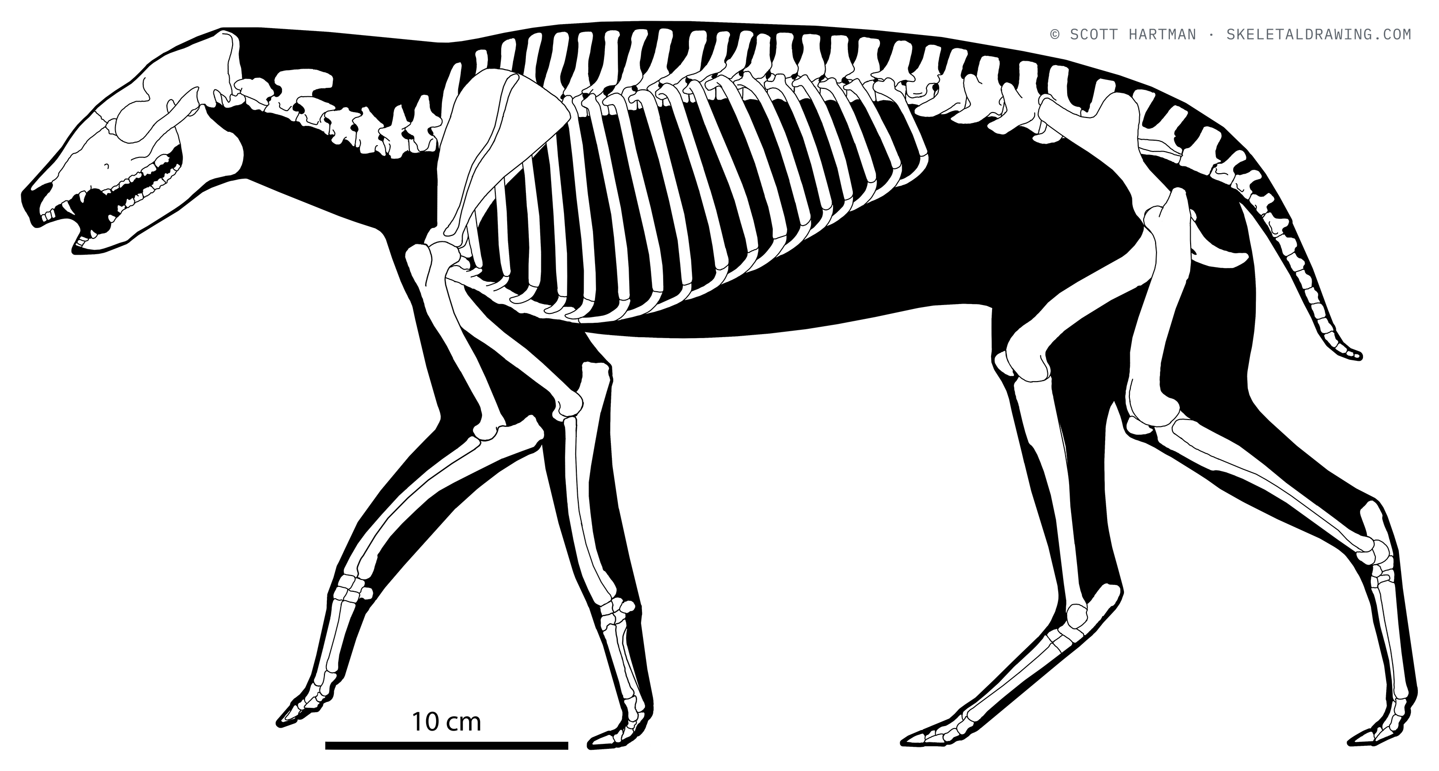 Eohippus angustidens skeletal reconstruction, left lateral view, length 60 cm.