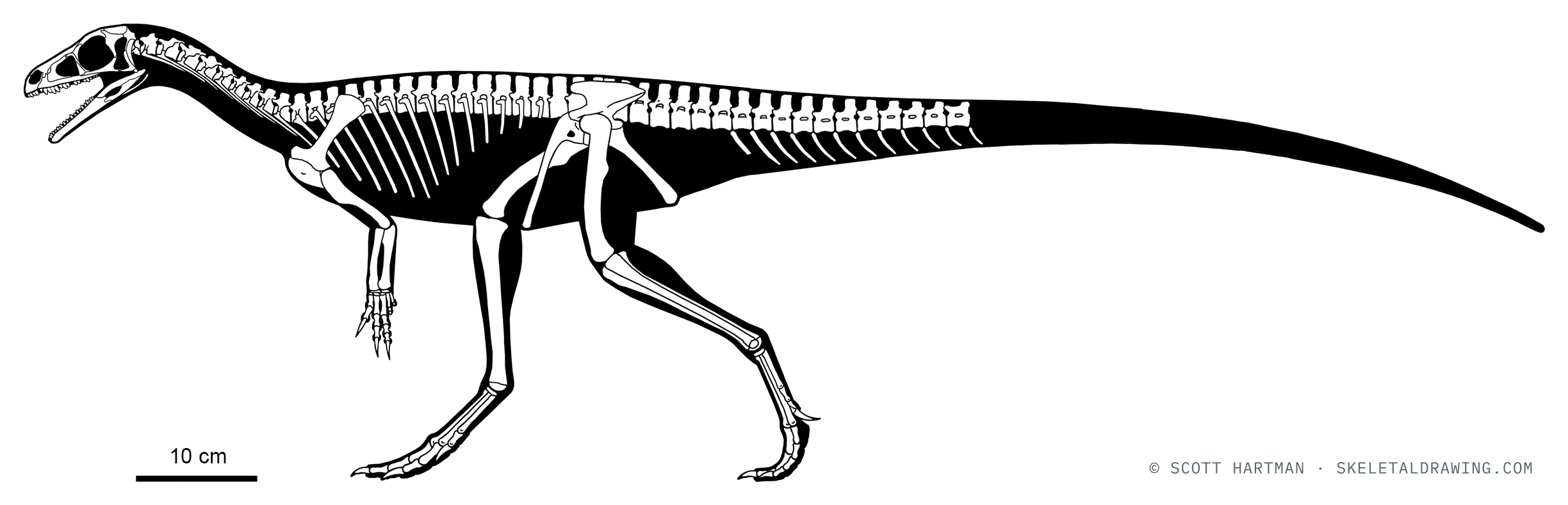 Known skeletal material of Eoraptor lunensis PVSJ 512 — elements preserved in the specimen drawn in white against a black body silhouette.