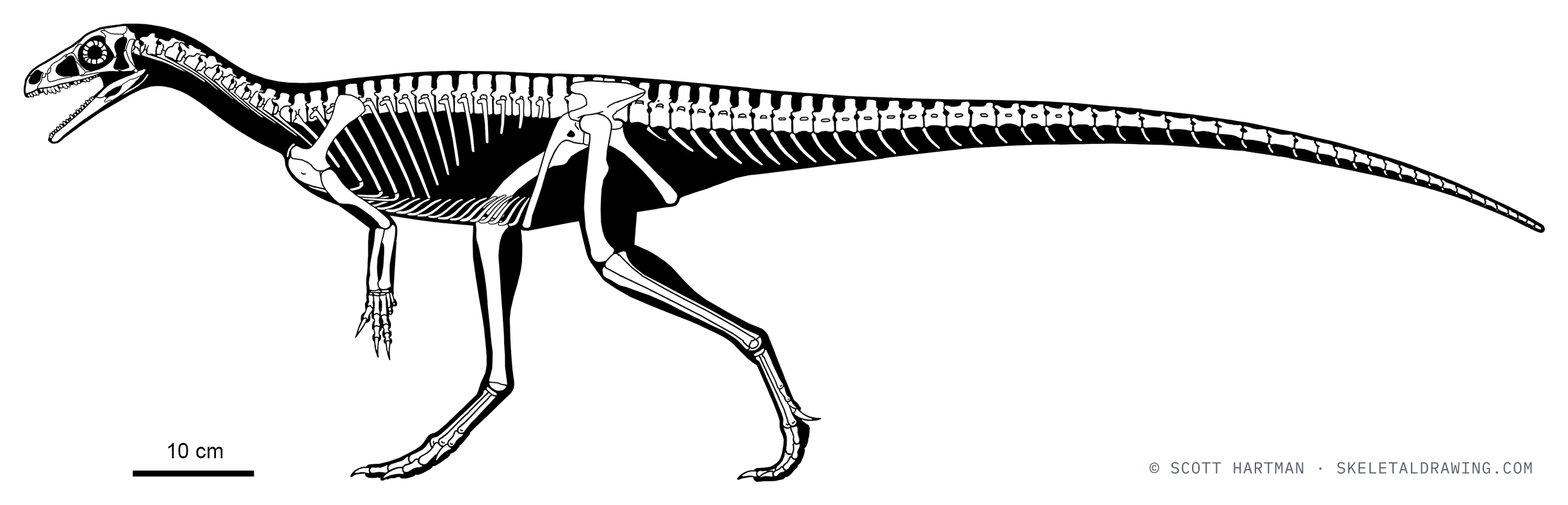 Eoraptor lunensis skeletal reconstruction, left lateral view, specimen PVSJ 512, reconstructed length ~1.3 m.