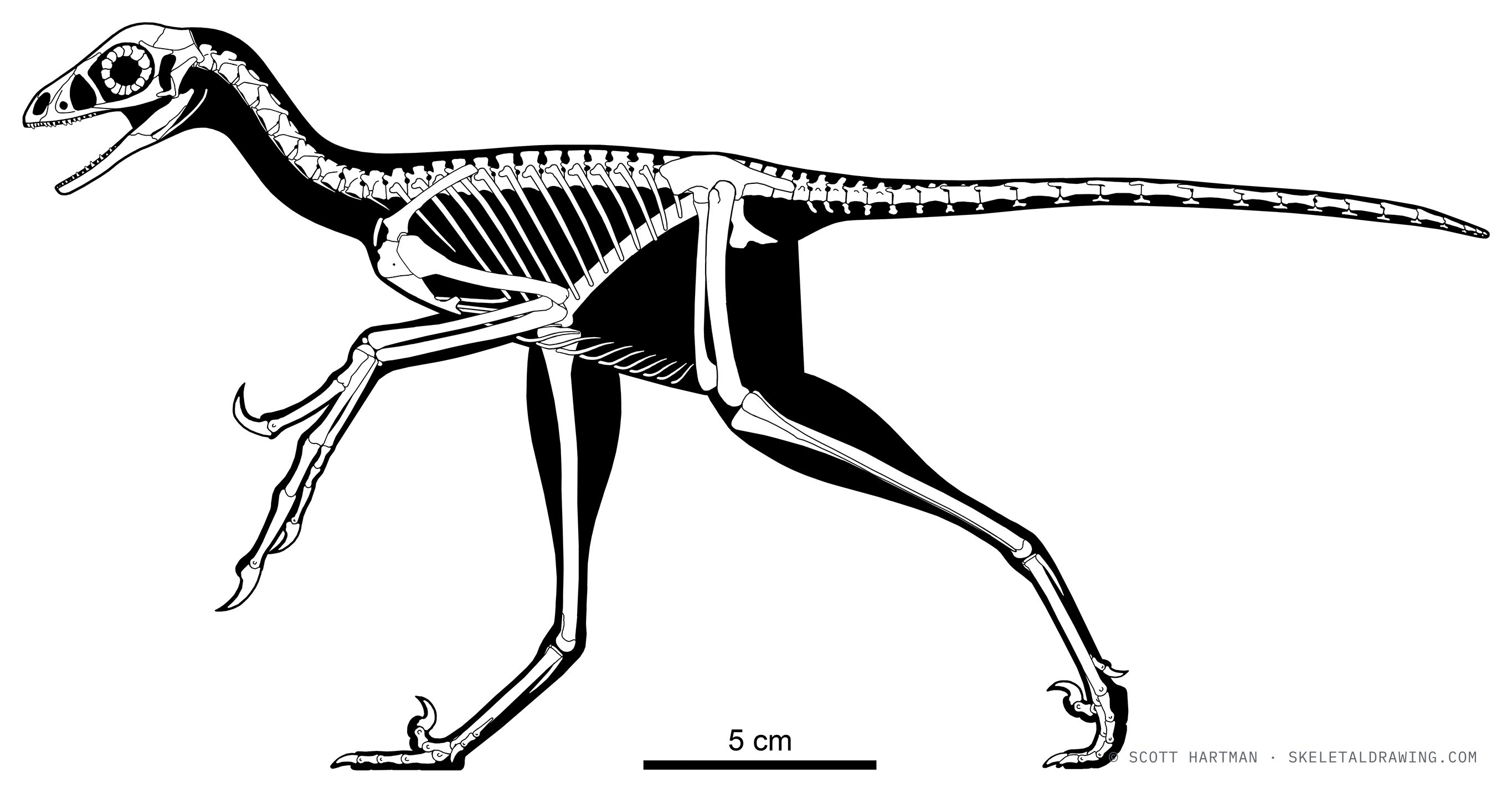 Eosinopteryx brevipenna skeletal reconstruction, left lateral view, reconstructed length ~0.32 m.