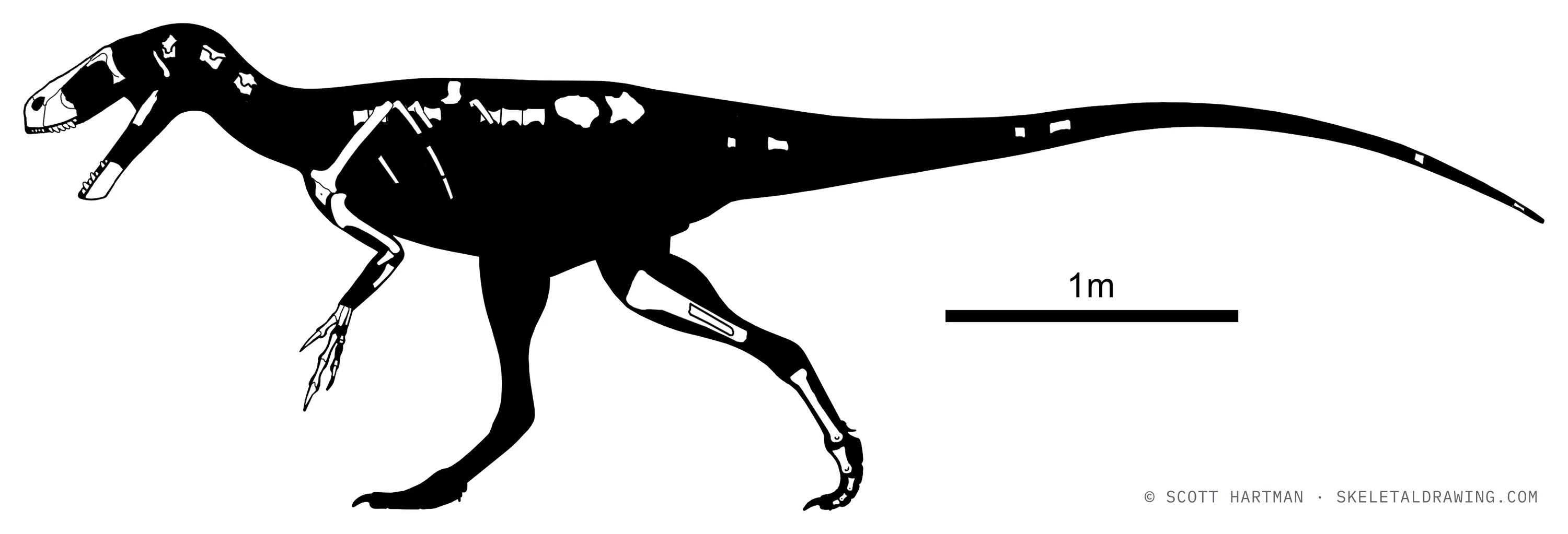 Known skeletal material of Eotyrannus lengi, estimated length ~5 m: preserved elements shown in white against a black body silhouette.