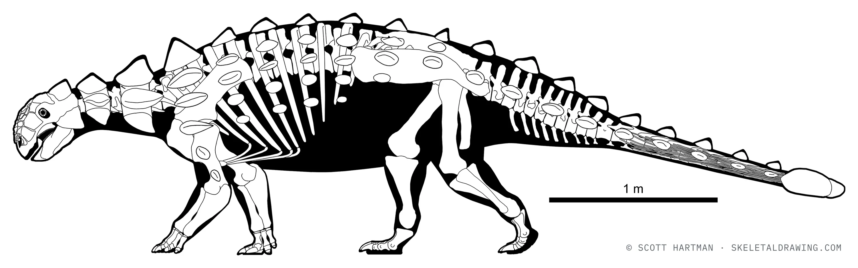Euoplocephalus tutus skeletal reconstruction, left lateral view, reconstructed length ~5 m.
