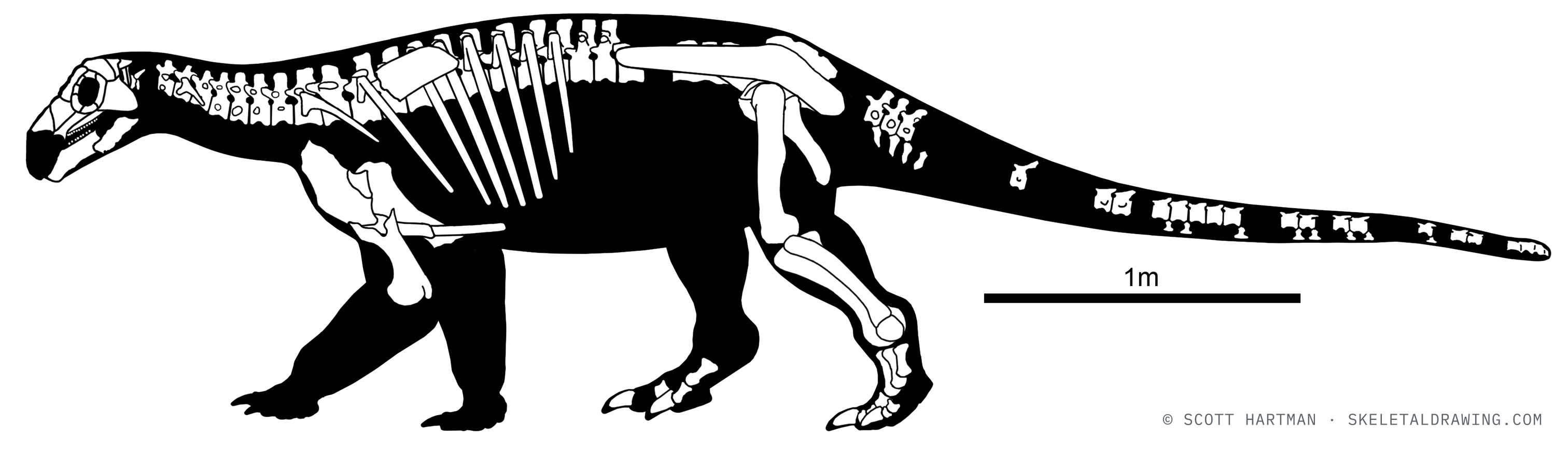 Europelta carbonensis — known skeletal material, left lateral view; preserved elements in white against a black body silhouette.