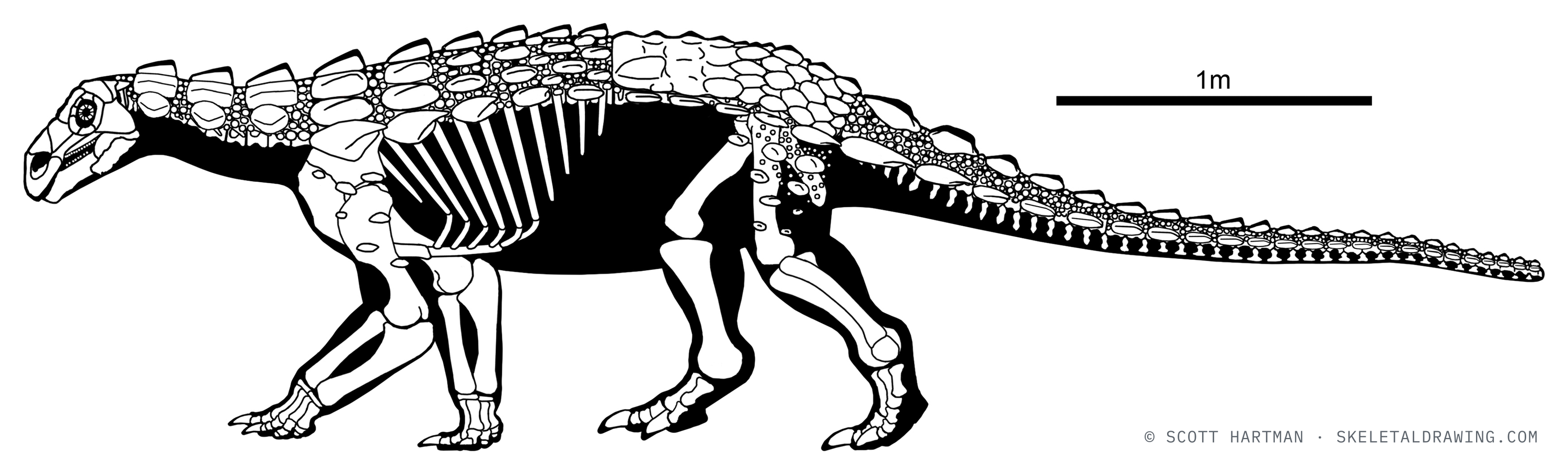 Europelta carbonensis skeletal reconstruction, left lateral view, reconstructed length ~5 m.