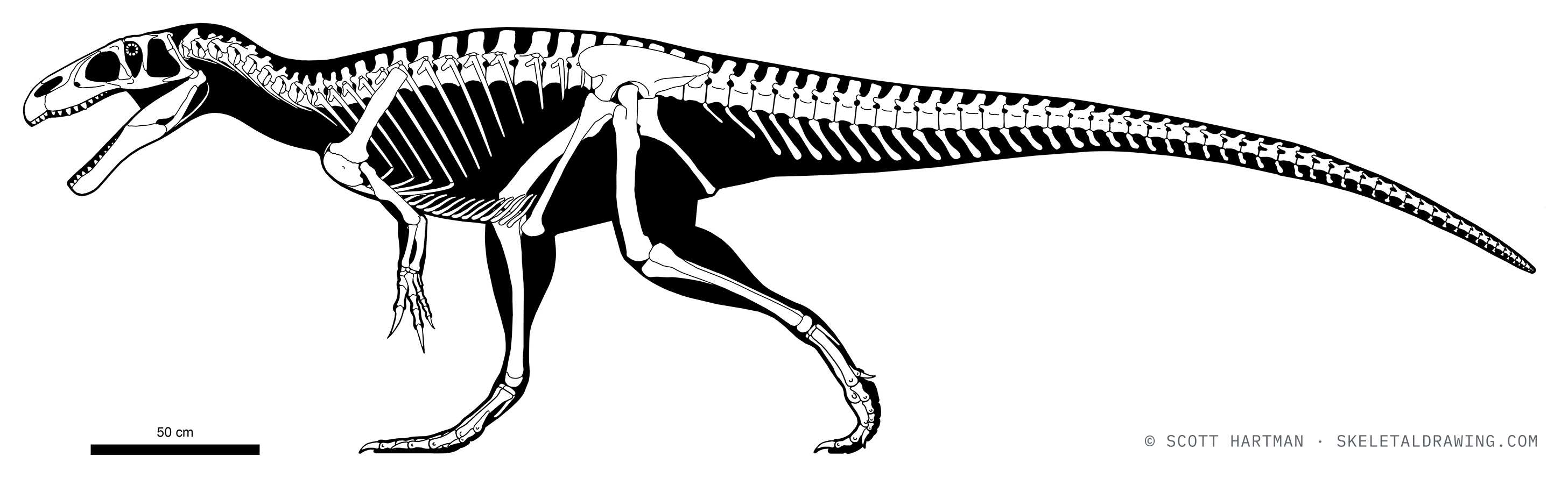 Eustreptospondylus oxoniensis skeletal reconstruction, left lateral view, reconstructed length ~4.5 m.