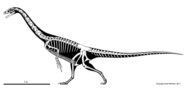 Skeletal reconstruction of the therizinosaur Falcarius in left lateral view, long-necked and long-tailed, with a 1m scale bar