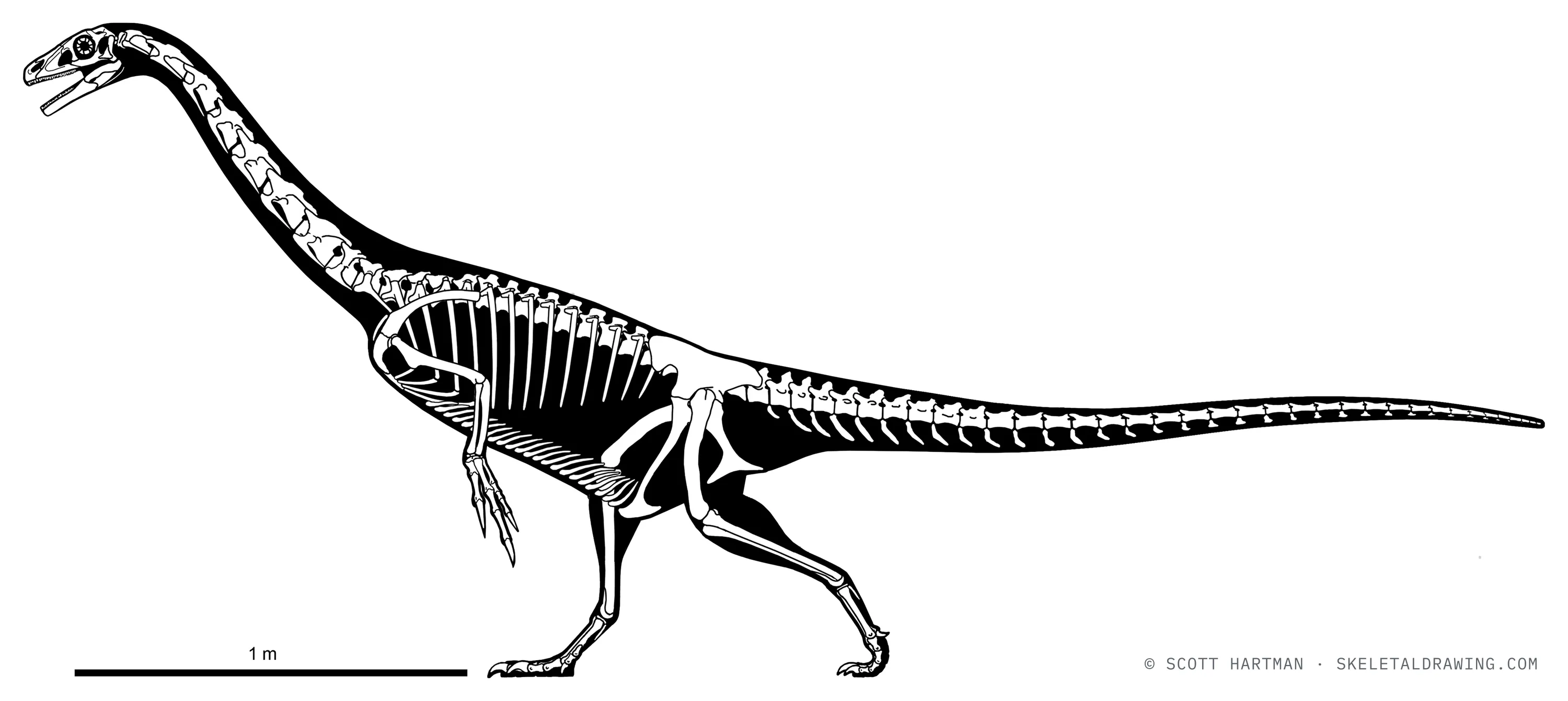 Falcarius utahensis skeletal reconstruction, left lateral view, reconstructed length ~4 m.