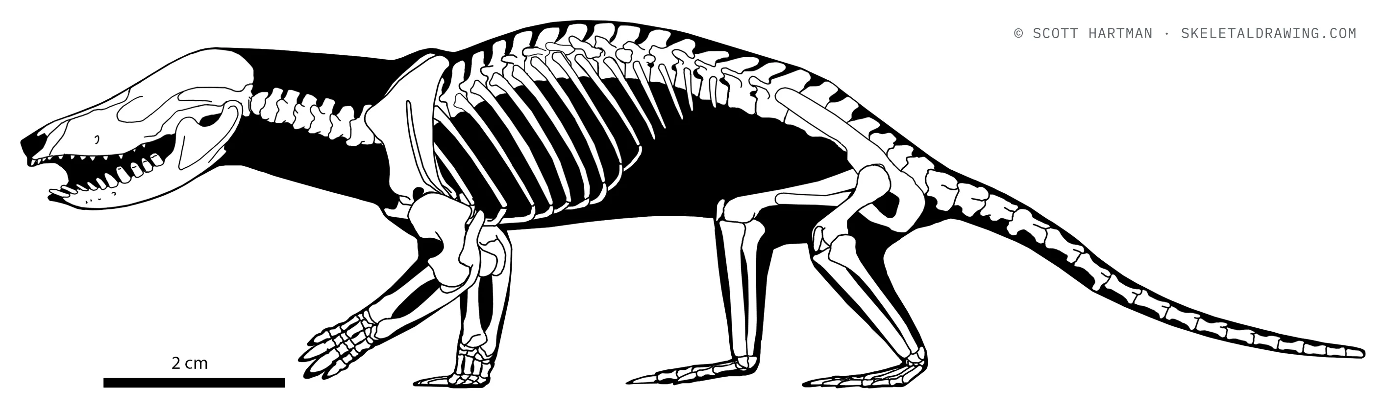 Fruitafossor windscheffeli skeletal reconstruction, left lateral view, length 16 cm.