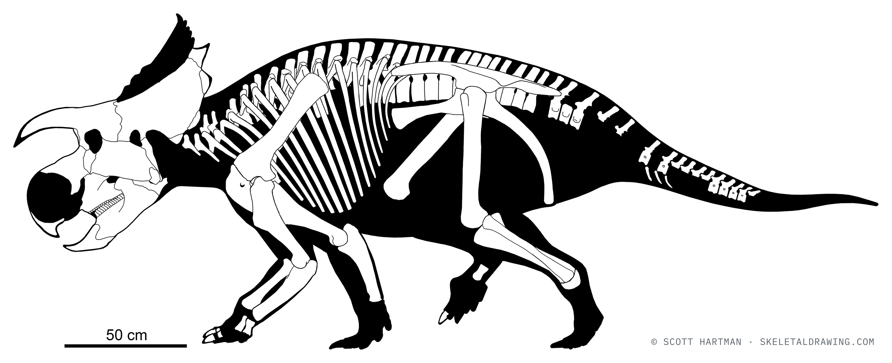 Furcatoceratops elucidans — known skeletal material (NSM PV 24660), left lateral view; preserved elements in white against a black body silhouette.