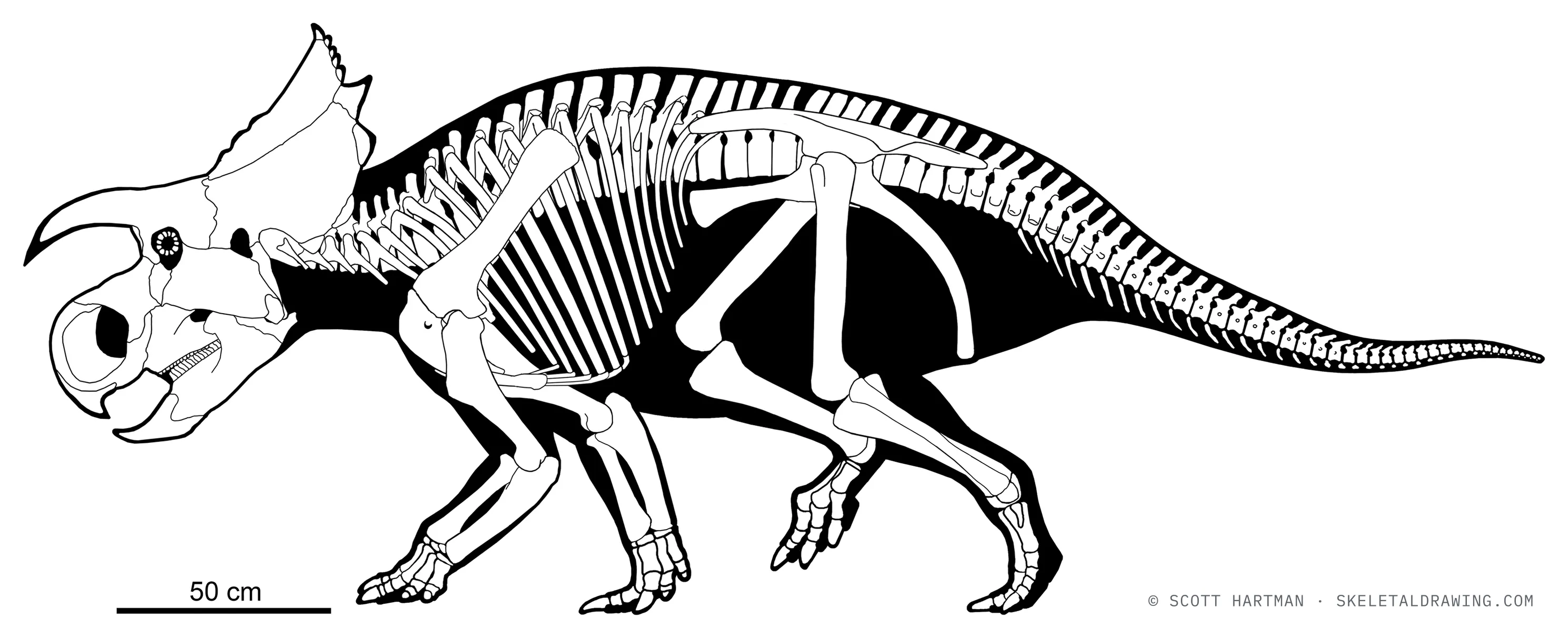 Furcatoceratops elucidans skeletal reconstruction, left lateral view, reconstructed length ~3.6 m.