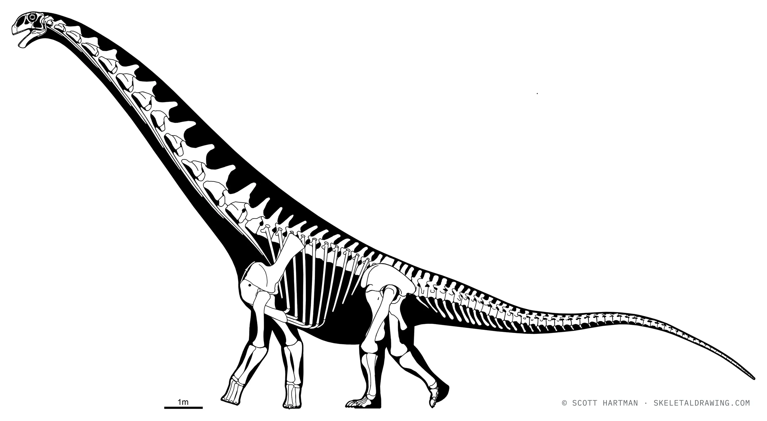 Futalognkosaurus dukei skeletal reconstruction, left lateral view, specimen MUCPv-323, reconstructed length ~22 m.